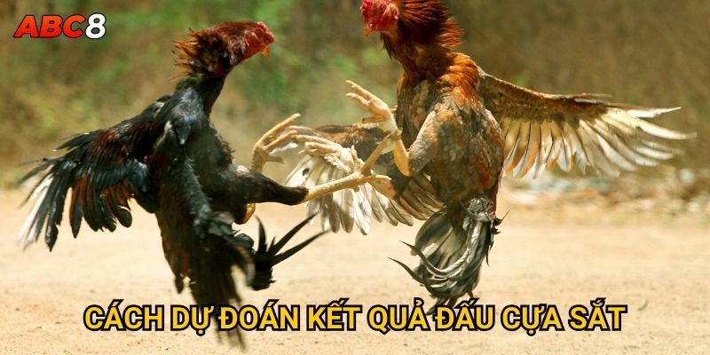Đá gà cựa sắt tại ACB8 có nguy hiểm và kịch tính không? 3 Cách dự đoán kết quả đấu cựa sắt