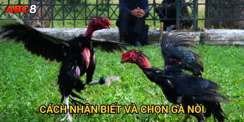 Tại sao đá gà nòi lại được đánh giá cao tại ACB8? 3 Cách nhận biết và chọn gà nòi