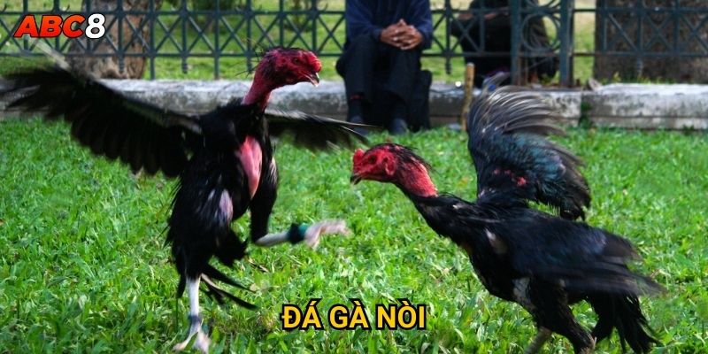 Tại sao đá gà nòi lại được đánh giá cao tại ACB8? 5 Đá Gà Nòi