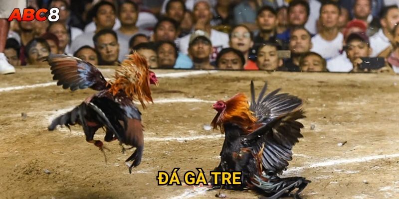 Đá gà tre tại ACB8 có gì độc đáo và thú vị? 6 Đá Gà Tre