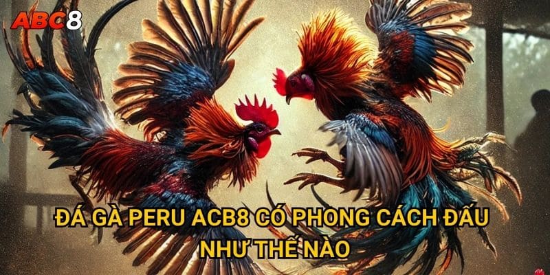 Đá gà Peru ACB8 có phong cách đấu như thế nào?