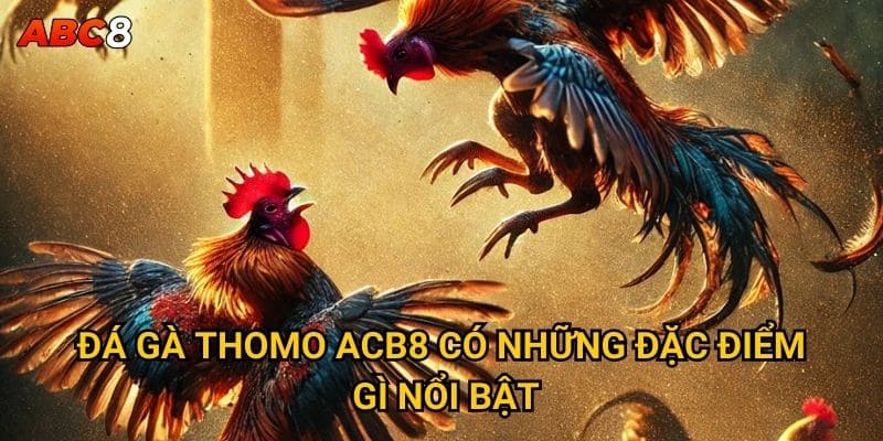 Đá gà Thomo ACB8 có những đặc điểm gì nổi bật?