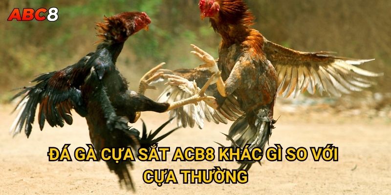 Đá gà cựa sắt tại ACB8 có nguy hiểm và kịch tính không? 2 Đá gà cựa sắt ACB8 khác gì so với cựa thường?