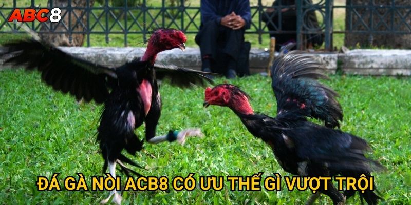 Tại sao đá gà nòi lại được đánh giá cao tại ACB8? 2 Đá gà nòi ACB8 có ưu thế gì vượt trội?